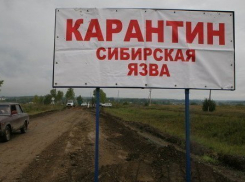 В Волгоградском регионе окончены карантинные мероприятия по сибирской язве