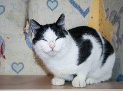 Волгоградцы пытаются спасти слепого кота, которого дети швыряли об стену 