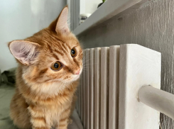 «Ветеран войны не может попрыгать на пятках, чтобы согреться»: более полусотни домов остались без отопления в Волгограде