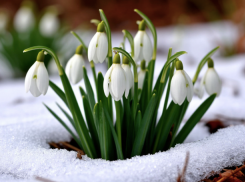 Первые подснежники расцвели в Волгоградской области 