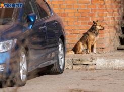 На борьбу с бездомными собаками под Волгоградом выделили 4,2 млн рублей 