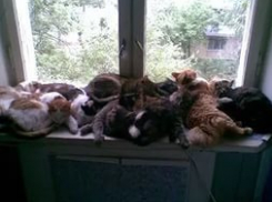 В Волгограде волонтеры ищут хозяев кошек после смерти прежней владелицы 