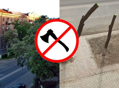 Петицию против шоковой обрезки акаций на Советской создали волгоградцы