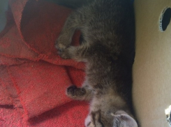 В Волжском 7-летние дети забили палками котят: 1 погиб