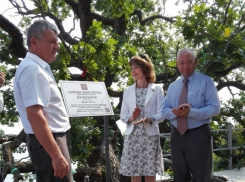 В Дубовке старовозрастные деревья дуб и каштан признаны памятниками