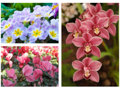 Символы любви и солнца будут цвести в волгоградском ботсаду до конца февраля