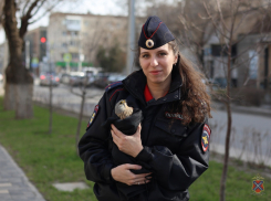 Волгоградские полицейские спасли хищную птицу от гибели 