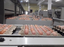 Волгоградскую область через три года завалят яйцами