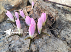 Первоцветы ознаменовали приход весны в Волгоградской области