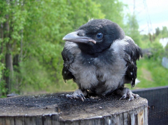 Кошмар в городе-спутнике Волгограда: из-за вороны МЧС пришлось оцепить  школу