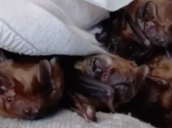 Полсотни летучих мышей выпустили в Волгограде 