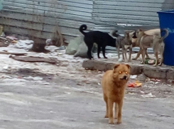 Под Волгоградом стая бродячих собак терроризирует местных жителей на темной улице 