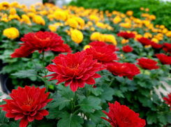 Волгоградцев ожидает в ноябре удивительный и красочный фестиваль цветов