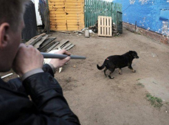 250 тысяч бюджетных рублей чиновники севера Волгограда потратили на отлов маленьких ручных собак