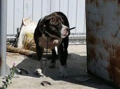 Ищут хозяина спасенного из ловушки породистого пса в Волгограде