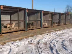 Приют «Лисёна» за два года стерилизует 2300 бездомных волгоградских собак 