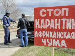 В Волгоградской области продолжается вспышка чумы свиней