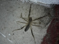 «Чупакабру» и верблюжего паука активно обсуждают волгоградцы