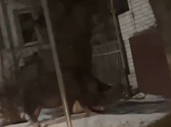 Дикий кабан замечен на улице в волгоградском городе