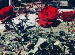 Дожди и грозы обрушатся на Волгоград в начале недели