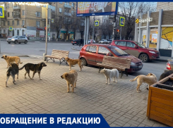 Стая собак преследует волгоградцев в Ворошиловском районе