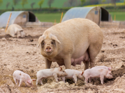 Под Волгоградом четырех мужчин осудят за кражу 18 поросят 