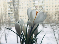 Зима не хочет уходить из Волгоградской области