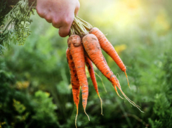 Не будь овощем, будь сборщиком овощей!