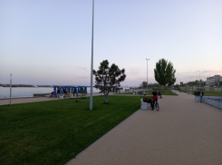 «Людям пришлось залезть в Волгу»: на центральной набережной стаи бездомных собак искусали волгоградцев