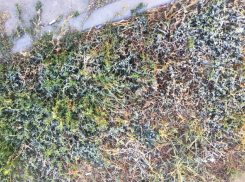 Первую изморозь заметили жители Волгограда с утра