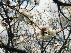 В Волгоград и область пришла нестерпимая жара