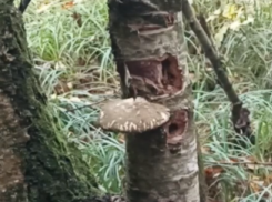 Новый гриб нашли ученые на юге России: сорвал его — плати миллион