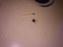 Волгоградцы боятся больших черных пауков