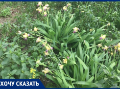 В центре Волгограда жильцы больше 40 лет благоустраивали двор: УК обрекла растения умирать 