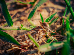 В Волгоградской области предрекли нашествие саранчи