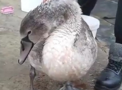 Неизвестный стрелок орудует в Кировском районе Волгограда