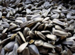 Из Волгоградской области не выпустили семена подсолнечника, зараженные амброзией