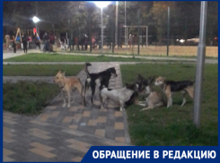 Стая бродячих собак распугала детей в новом парке Волжского