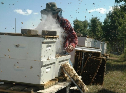 Под Волгоградом полицейские поймали похитителя пчелиных ульев