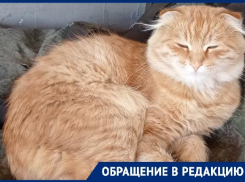 Бездомные псы загрызли домашнего кота в Волгограде: хозяйка винит зоозащитников