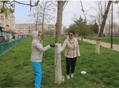 Сотрудникам волгоградского Роспотребнадзора пришлось убирать мусор и белить деревья