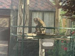 О запертой в тесной клетке на жаре обезьяне рассказали посетители волгоградского кафе