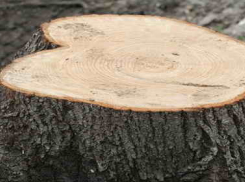 В Волгограде ищут людей, спиливших ценные деревья на 5 млн рублей