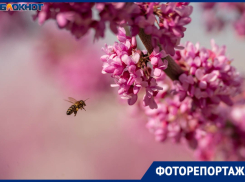 Розовая аллея зацвела в волгоградском ЦПКиО — тут готовы стоять в очереди ради фото
