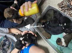 Копошились и жалобно скулили: 13 слепых щенков выбросили в мешке на мусорку в Волгограде 