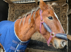 Назвали Находкой: узнали о состоянии спасенной сыном депутата вмерзшей в землю лошади под Волгоградом