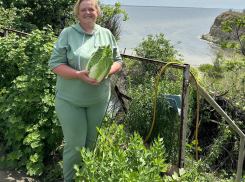 Первый урожай пекинской капусты собрали в Волгограде