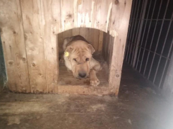 «Могут использовать для выкачивания денег»: из приюта в Волгоградской области похитили шарпея