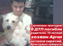 Волонтеры ищут дом собаке, маленькому хозяину которой удалось выжить в жутком ДТП с родителями под Волгоградом