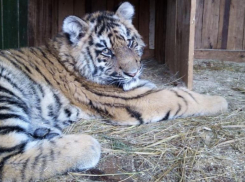 Владельцы, спасающие зоопарк от голодной смерти в Волгоградской области, готовы продать его